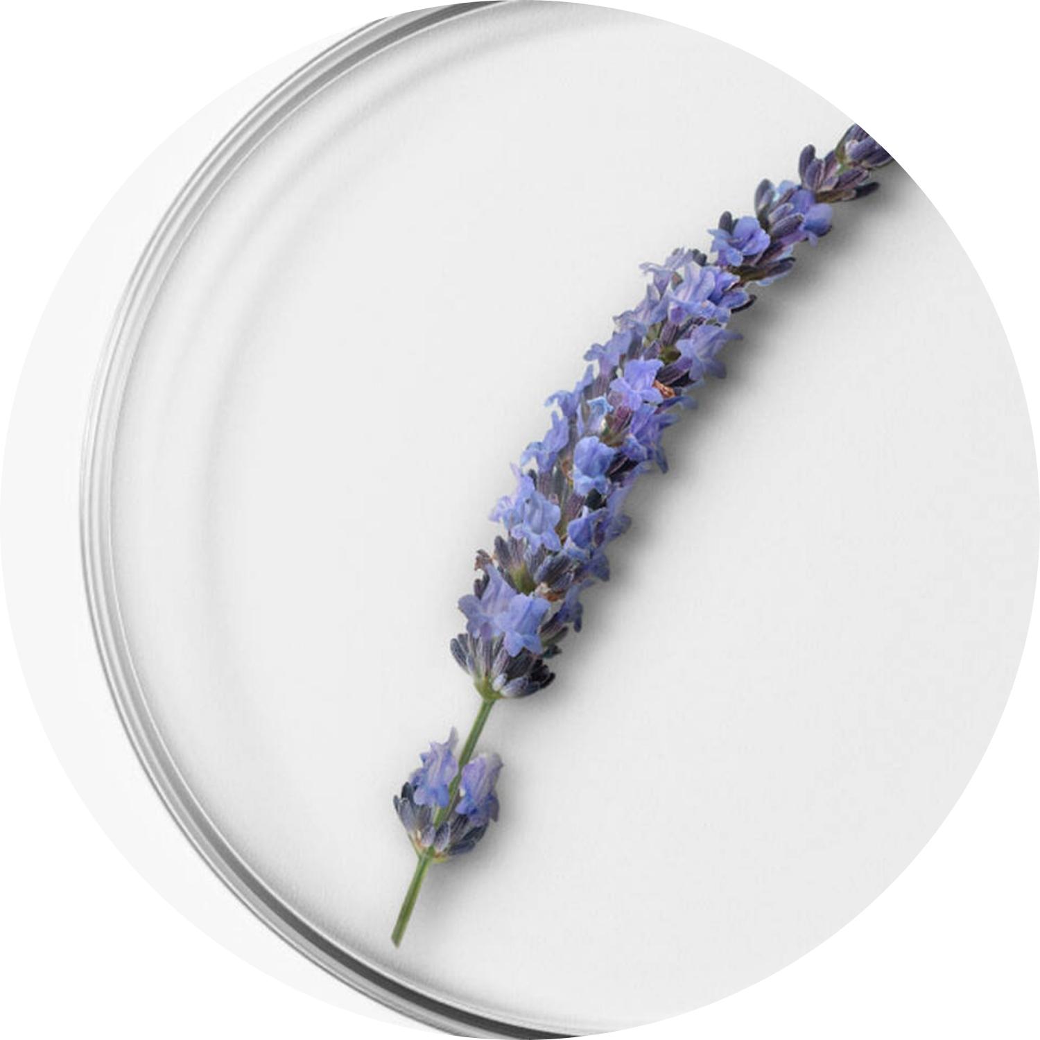 Lavender Fine | Lavande Fine