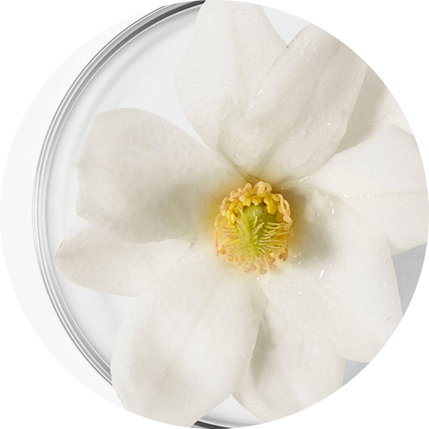 White Magnolia | Magnolia Blanc